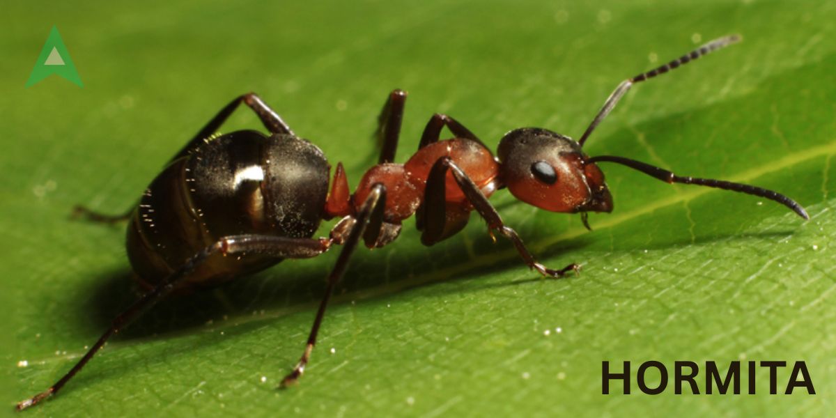hormita